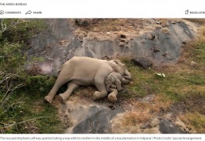 インド、タミル・ナードゥ州の「アナマライ・タイガー保護区」で今月初め、子ゾウが母にピタリと寄り添い眠る姿が捉えられた。子ゾウはこの数日前、母と離ればなれになっていた(画像は『The Hindu 2023年1月3日付「Image of reunited elephant calf’s nap with mother in T.N.’s Anamalai Tiger Reserve wins hearts」(Photo Credit: Special Arrangement)』のスクリーンショット)