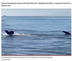 ���Ȱ��˥ܡ�����ɤ������륢���饷�ʲ����ϡ�New York Post��2022ǯ9��10���ա�Video of seal and dog playing fetch together goes viral�ס�Twitter/��christoq�ˡ٤Υ����꡼�󥷥�åȡ�