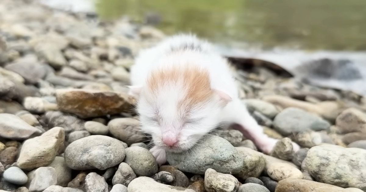 川辺に捨てられていた子猫を急いで保護 半年の成長記録が話題に