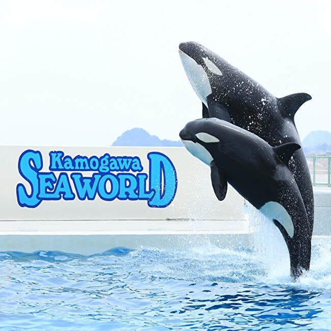 水族館】鴨川シーワールドで、海の王者シャチや愛嬌抜群のベルーガたち