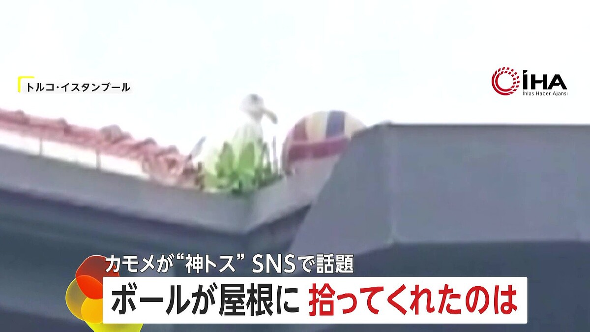 奇跡のトスがSNSで話題に、屋根の上のボールをカモメが手助けし大歓声