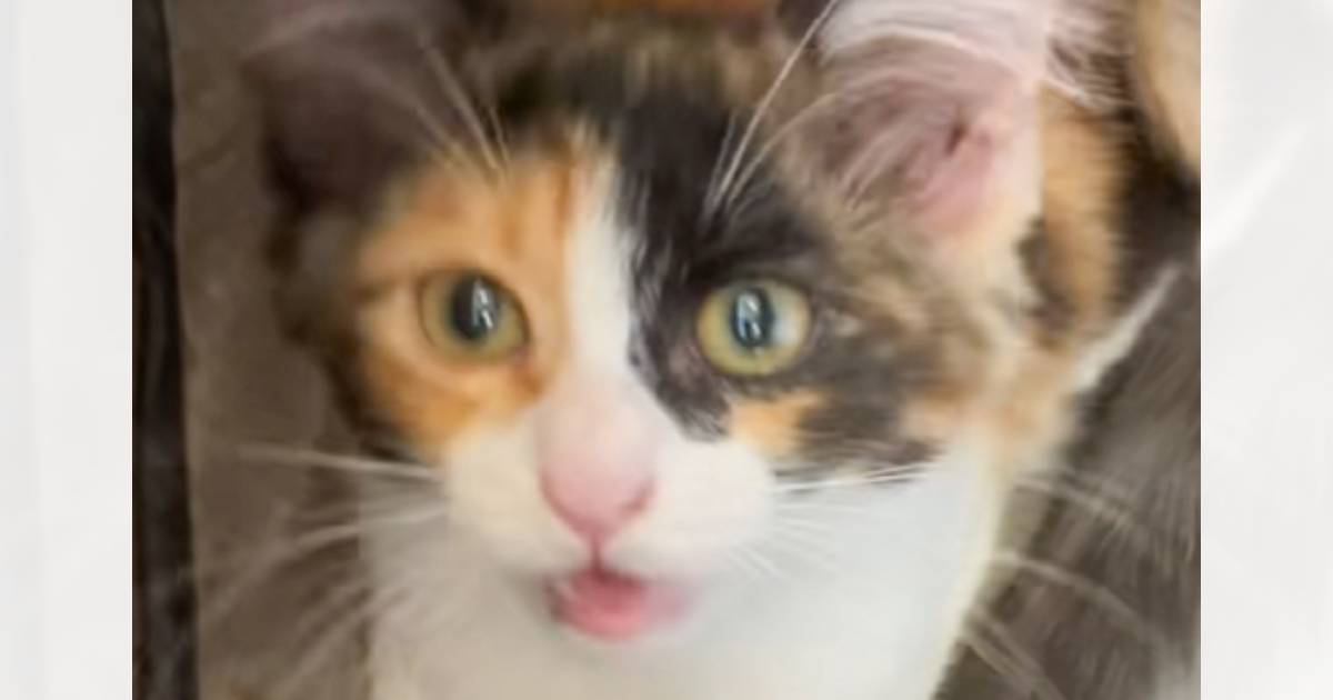 ֤ǡ±פ򤫤졢äƹԤäǭ