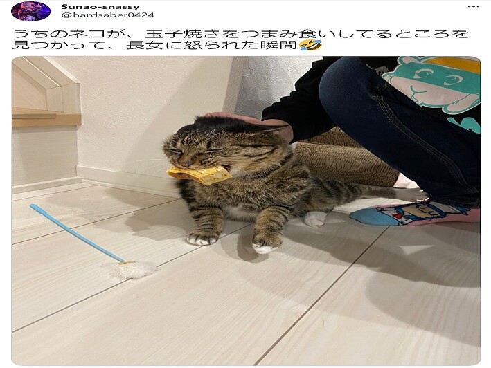 玉子焼きのつまみ食いがバレた 泥棒猫 捕獲現場が可愛すぎると話題 21年11月16日掲載 ライブドアニュース