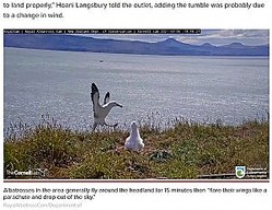 ���������ϴ������ä������������ۥ��ɥ�ʲ����ϡ�New York Post��2021ǯ3��10���ա�Albatross hilariously faceplants at New Zealand sanctuary�ס�RoyalAlbatrossCam/Department of�ˡ٤Υ����꡼�󥷥�åȡ�