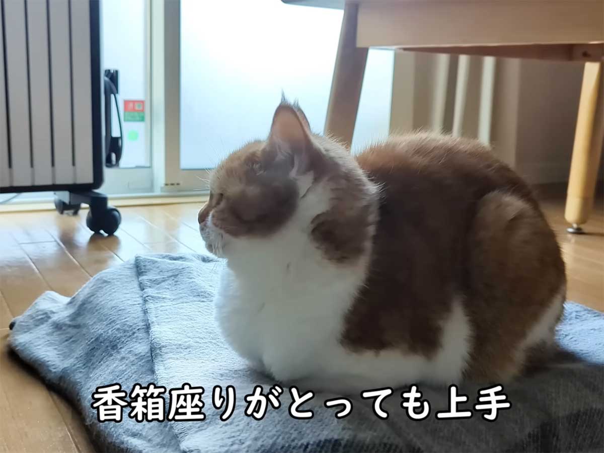 とっても上手な香箱座りをしている猫が「ごめん寝」!