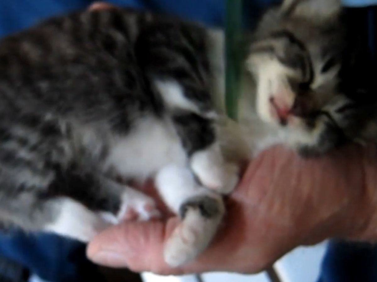 飼い主にコームで背中をなでてもらう子猫、とても気持ちよさそう……