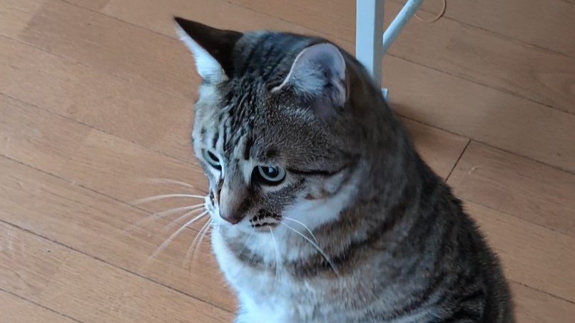 ǭ������­��ԡפ��ޤ����⤤�Ƥ���褦�˻��줿��Ƥ�16��������