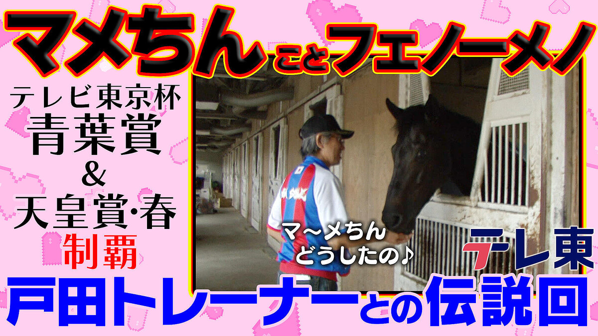 【マメちん】正義感溢れる名馬フェノーメノと戸田博文トレーナーとの愛(2014年放送)