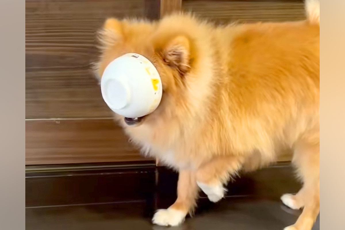 お茶碗がハマってしまった犬の姿が反響を呼ぶ「ジャストフィットw」