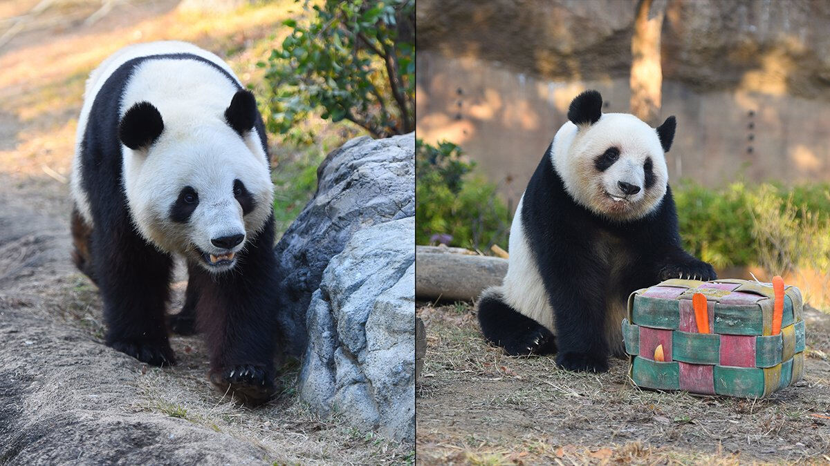 上野動物園の双子パンダ「シャオシャオ」と「レイレイ」2026年1月中国に返還へ - 最終日までの観覧方法は? - ライブドアニュース