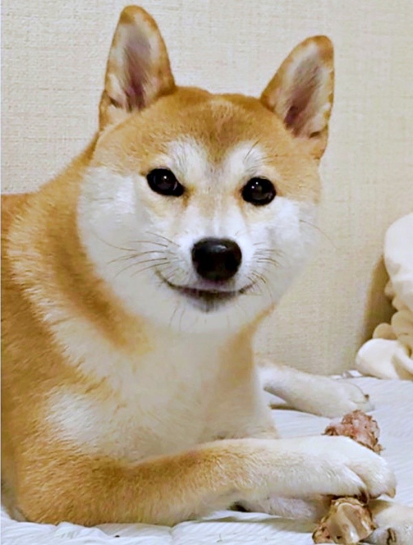 骨のおやつをもらってご満悦! このあと、つくねちゃんに変化が--(画像提供:柴犬つくねさん)