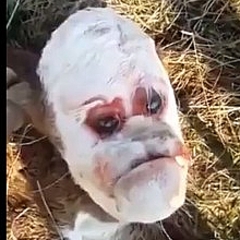 不機嫌そうな人間の顔 を持つ子牛が物議醸す アルゼンチン ライブドアニュース