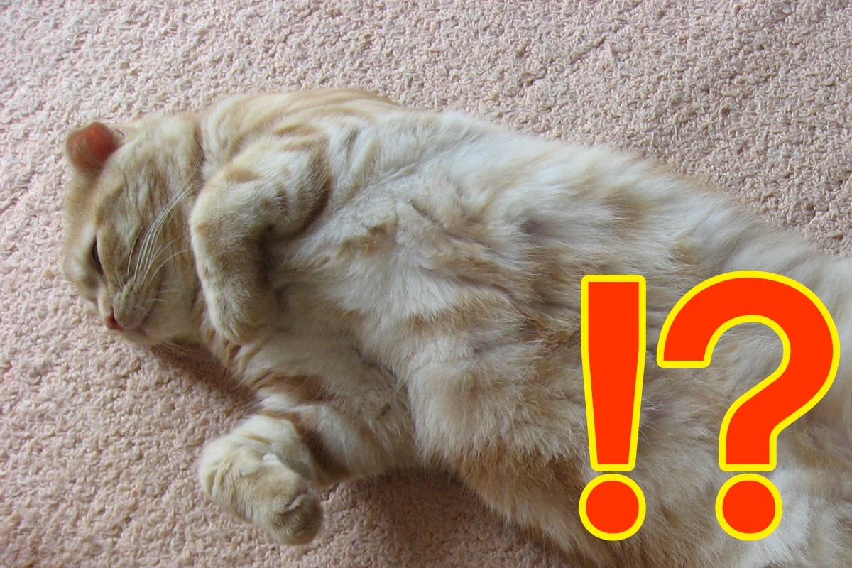 愛猫にヨガパンツを履かせるのがブーム……?