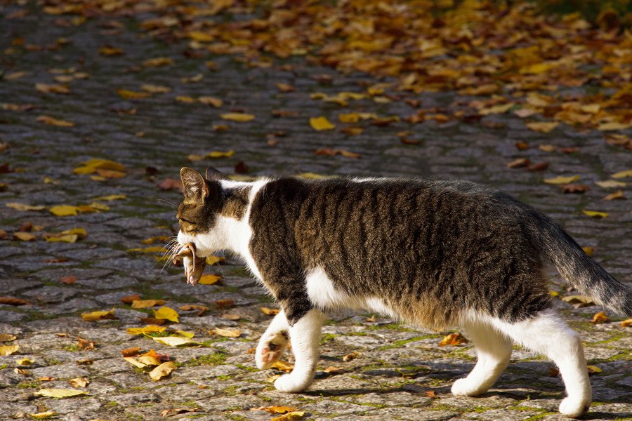 画像】SNSで人気になった「葉っぱをくわえて魚を買いに来る」かわいい