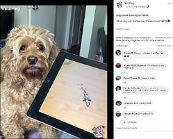 iPad�Υ����ब�繥���ʸ��ʲ����ϡ�ViralHog��2020ǯ6��25����Facebook��Dog Loves Gaming on Tablet�ס٤Υ����꡼�󥷥�åȡ�