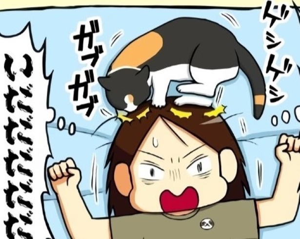 猫と一緒のベッドで眠れることは幸せ 夏の風物詩?