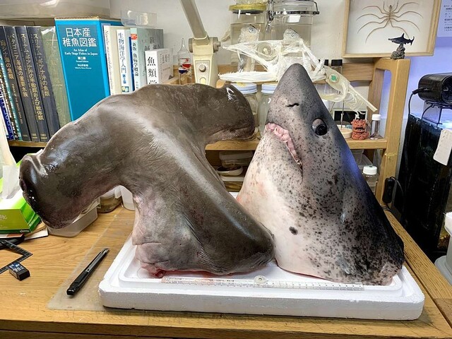 シュモクザメの頭骨 ☆即納☆珍品！シロシュモクザメの頭骨☆ハンマーヘッドシャーク
