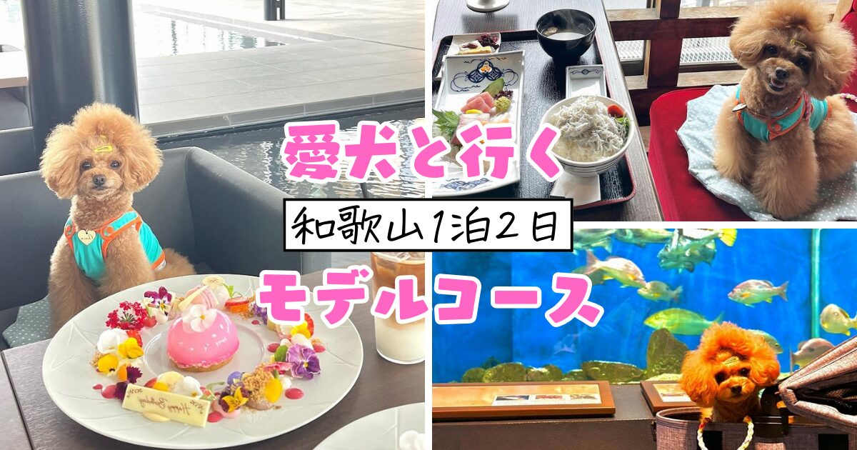 ڸȤФ²λ12ǥ륳ー۹饫ե²ۤޤǡ狼鿩Ʋ～륻ǥ٥²λRestaurant Kücheʥåե～Ϳ²～ۥƥ ٥ー