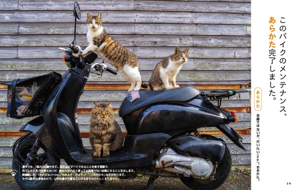 猫の写真で「副詞」をマスター 笑えて学べる写真大喜利とは