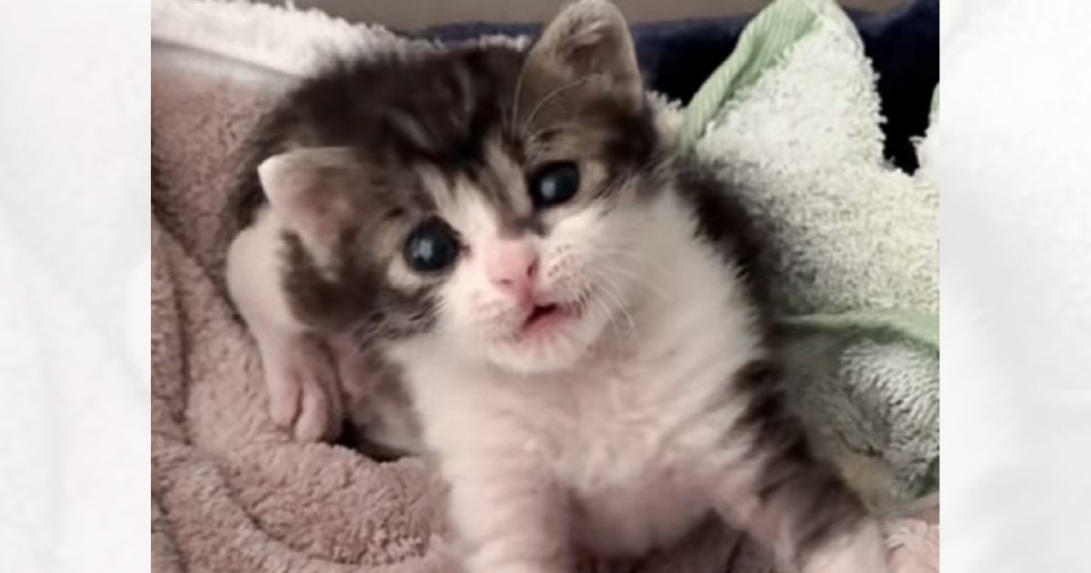 「生えかけの前歯が可愛すぎて毎日カメラを...」赤ちゃん猫の姿に反響