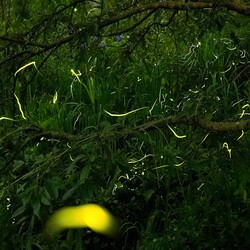 ��ߤ�����ɤ�HANA��BIYORI�Ǥۤ���Ѿޥ��٥�ȡ�3����ץ�������겹����BBQ�դ��ץ���ڤ����