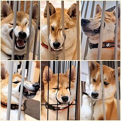 �ֶ��ޤ�ϼơפ��˲��Ϥ������������˥ޥ����ͤ����ߡ��Ѵ��Ϣȯ����Ƹ�