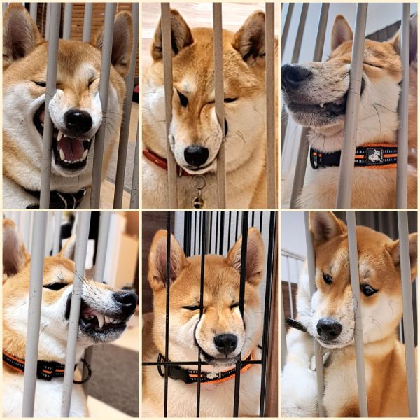 �ֶ��ޤ�ϼơפ��˲��Ϥ������������˥ޥ����ͤ����ߡ��Ѵ��Ϣȯ����Ƹ�