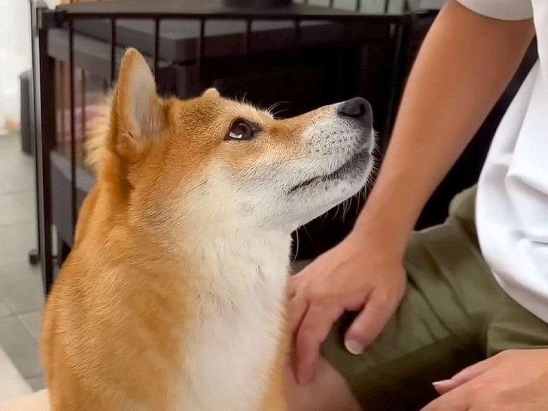 �ѥѤ��ܤ餻�Ƥ��ޤä������鿧�򤦤������ʤ����º������ؼդ����٤�12��������ȿ�ʴ餿�ޤ��סְ������Ȥ�����ʬ���äƤ������פ��仿