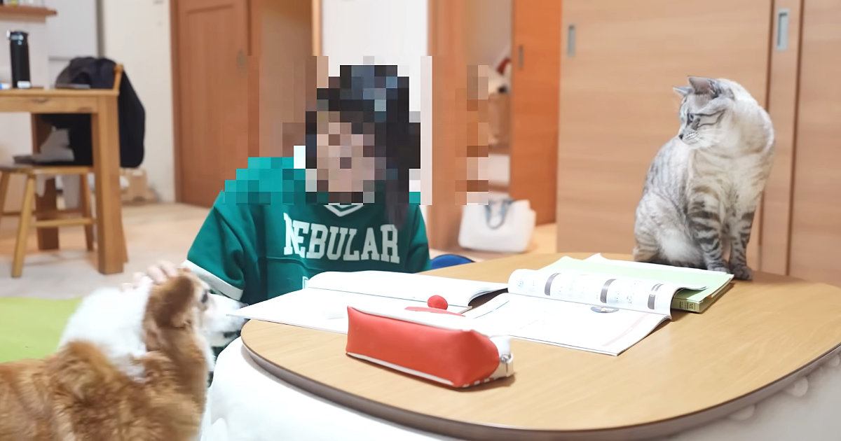 リビングでテスト勉強中、猫とワンちゃんが集結 可愛すぎる応援部隊が反響
