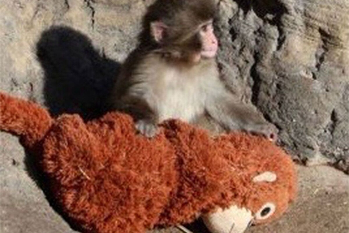 母親がわりのぬいぐるみを抱くパンチくん（市川市動植物園の公式Xより）