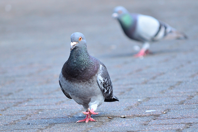 自力で生きられなくなります」 ハトが毅然と餌を拒否する広島市の
