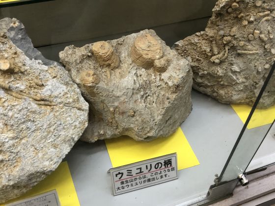 岐阜県大垣赤坂金生山化石　★ 化石　金生山　ウミユリ kaseki_9_2.jpg