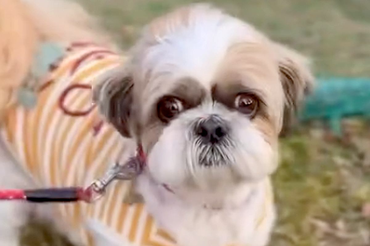 「預かれない」理由だけで生きたまま火葬場へ...犬の現実に衝撃