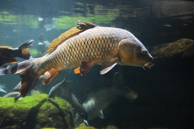 そっくりな淡水魚「コイ」と「フナ」ってどう違うの? - ライブドアニュース