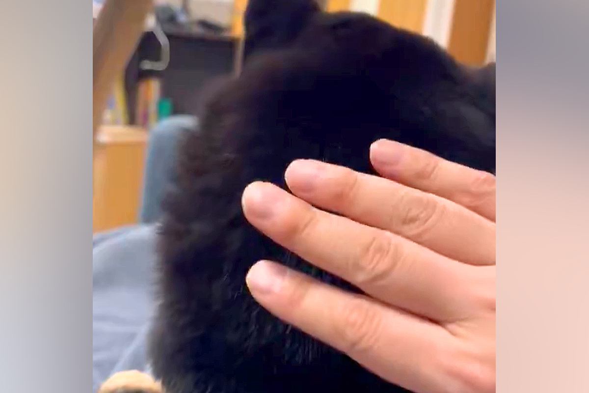 飼い主の膝の上で寛ぐ柴が話題に 反則級の「振り向き方」に絶賛コメント