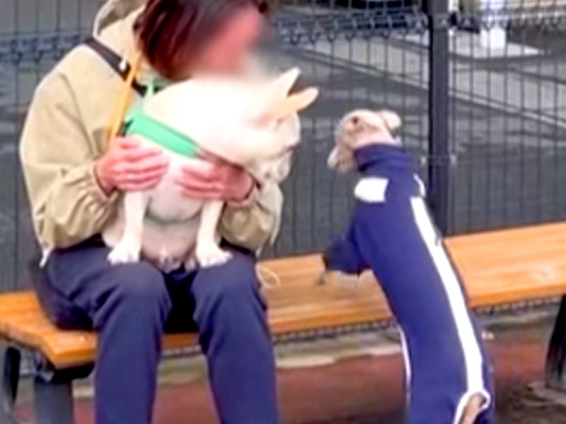 人の膝に乗るのが好きなワンコ 悪質な割り込みの手口が反響を呼ぶ