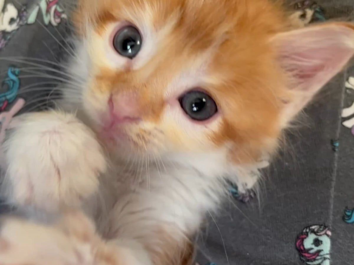 子猫の無邪気な姿に癒やされる……!