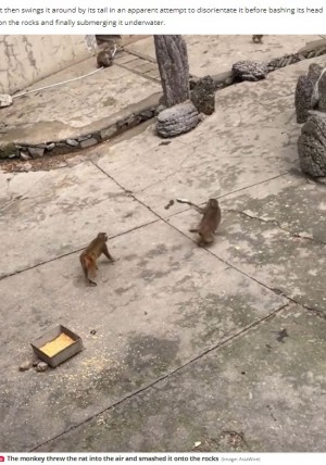 �¤���ߤ��褿�ͥ��ߤ���ޤ�����ʲ����ϡ�The Daily Star��2023ǯ1��5���ա�Bloodthirsty monkeys bash rat against rocks for stealing food before trying to drown it�ס�Image: AsiaWire�ˡ٤Υ����꡼�󥷥�åȡ�