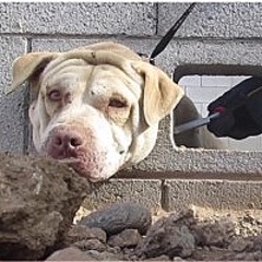 ブロック塀に頭が嵌った犬 通りすがりの犬に噛まれる二重災難も無事救出 ライブドアニュース ブロック塀に頭が嵌った犬 通りすがりの犬に噛まれる二重災難も無事救出 ライブドアニュース