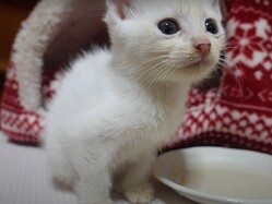 ȿ�������襤������ġġ�