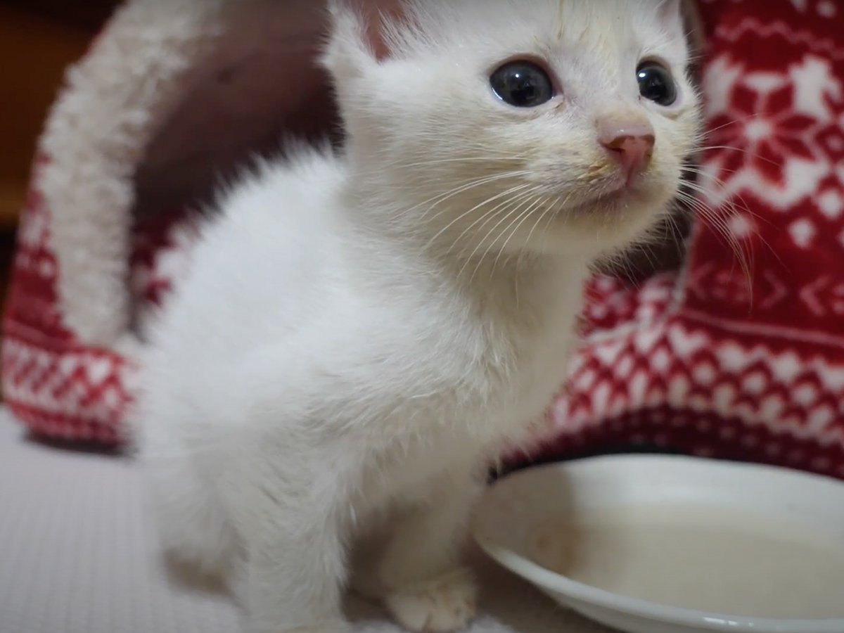反応がかわいすぎる……!