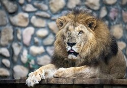 23�Сʿʹ֤�100�Ф������ˤǻ������եꥫ�饤�������ӧ�ʹ�ͺ�ԴѸ����󶡡�