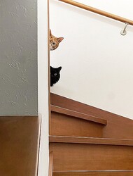 �ȥ˥���ï�����ʾ��2ɤ��ǭ�����������Ȥ����ڵ��ʤ˲������ʻ���