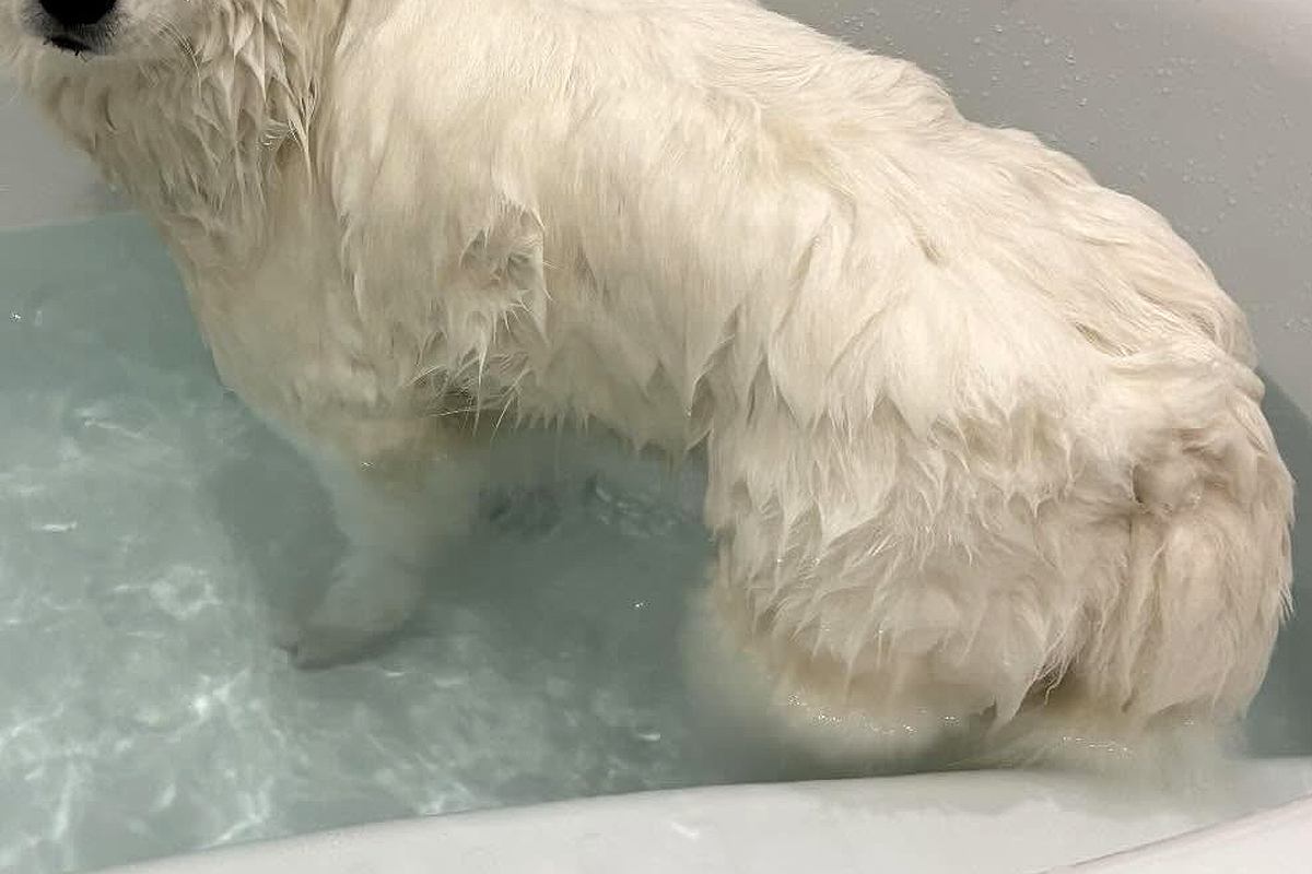 別の動物のような見た目に...お風呂で濡れて変身した犬の姿が話題