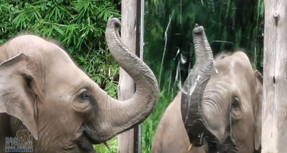 イルカは人間の赤ちゃんよりも早い段階で鏡に映った自分を認識する ミラーテスト に合格する ライブドアニュース