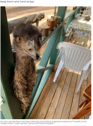 店の外から顔をのぞかせるエミュー(画像は『7NEWS.com.au 2020年7月28日付「Big bird Kevin banned over bad behaviour at Queensland pub」(Credit: Senator James McGrath/Facebook)』のスクリーンショット)