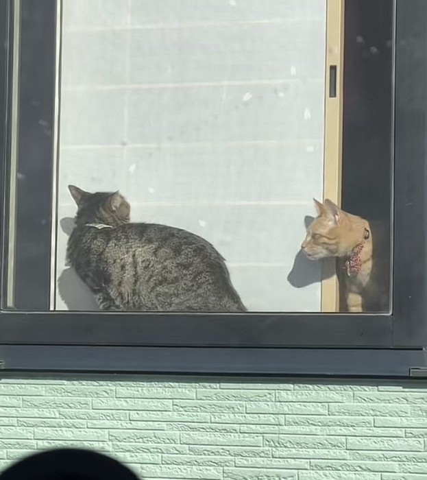 窓辺で日向ぼっこするキジトラ猫と茶トラ猫