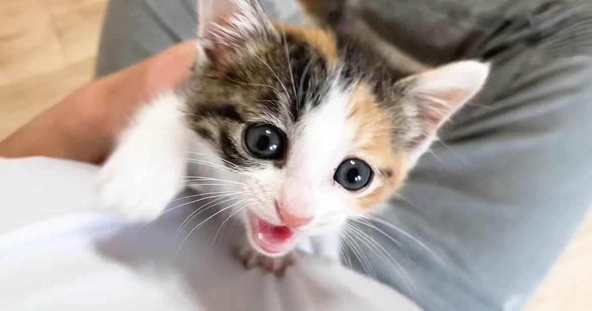 「抱っこして!」何度も繰り返される子猫の行動が可愛すぎると反響