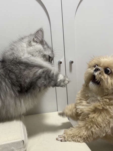 そんなに驚く？届かない猫パンチを前に、動揺しすぎなわんこ