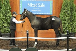 �����֥�å���2025 (C)Hiroki Homma